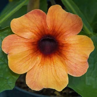 svartga-amera-mango-eye---3-plantor-1
