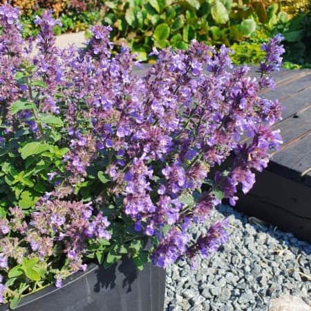 kantnepeta-purrsian-blue-105cm-kruka-1