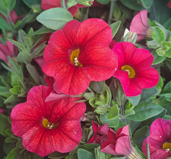 minipetunia-red-105cm-kruka-1