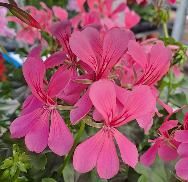 kaskadpelargon-dark-pink-12cm-kruka-1