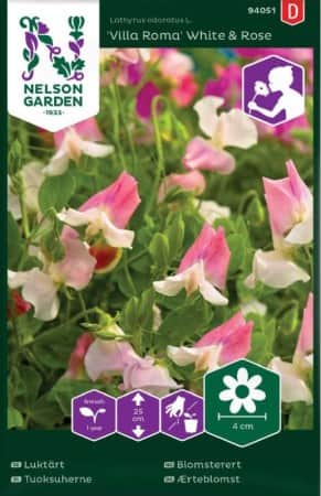 luktrt-villa-roma-white-rose-1