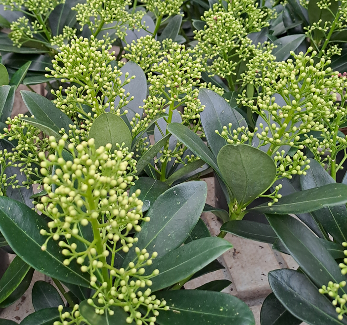 vinterbr-skimmia-finchy-105cm-kruka-1