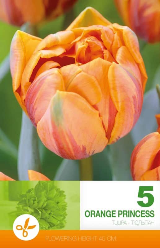 dubbel-sen-tulpan-orange-princess-5st-1