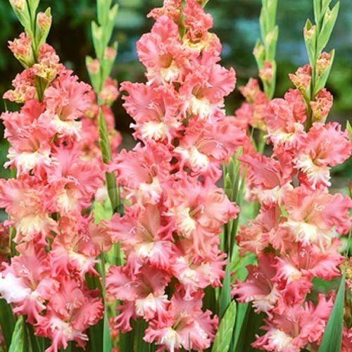 Gladiolus ’Fringed Coral Lace’ 10st