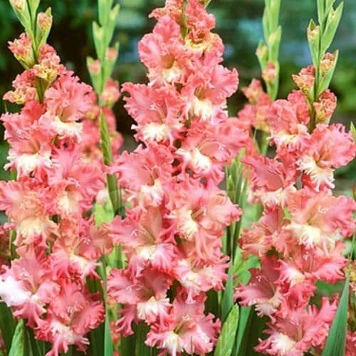 gladiolus-fringed-coral-lace-10st-1
