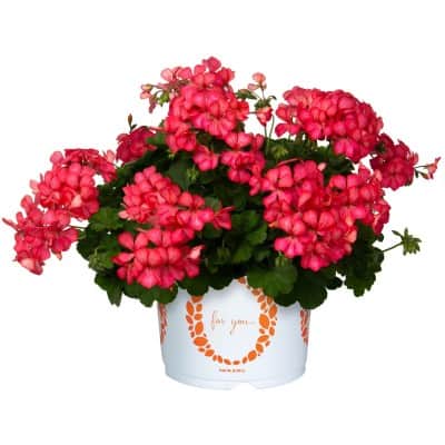 kaskadpelargon-glory-days-pink-bicolour-3st-s-1