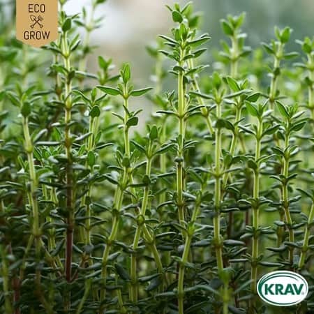 timjan-winter-thyme-krav-mrkt-1