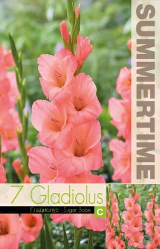 gladiolus-sugar-babe-7st-1