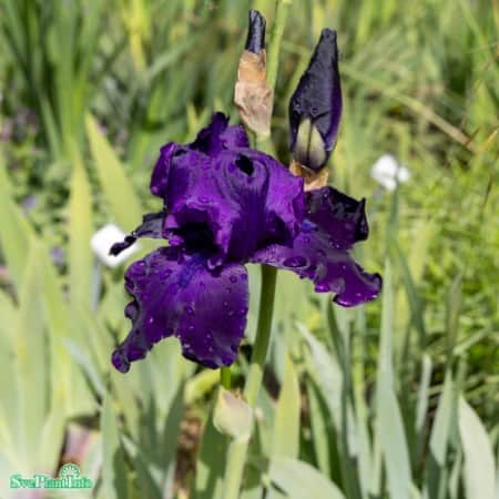 trdgrdsiris-matinata-1st-barrotad-1