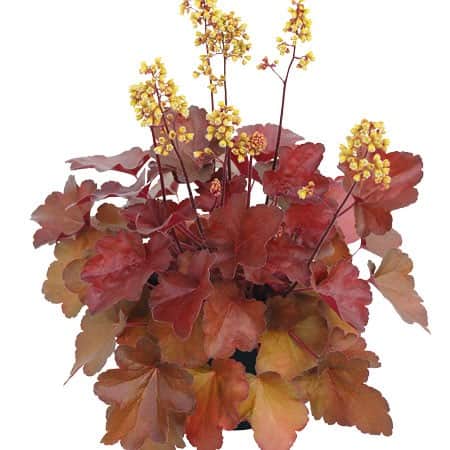 alunrot-little-cuties-blondie-12cm-kruka-1