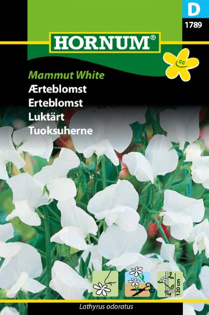 Luktärt ’Mammut White’, frö