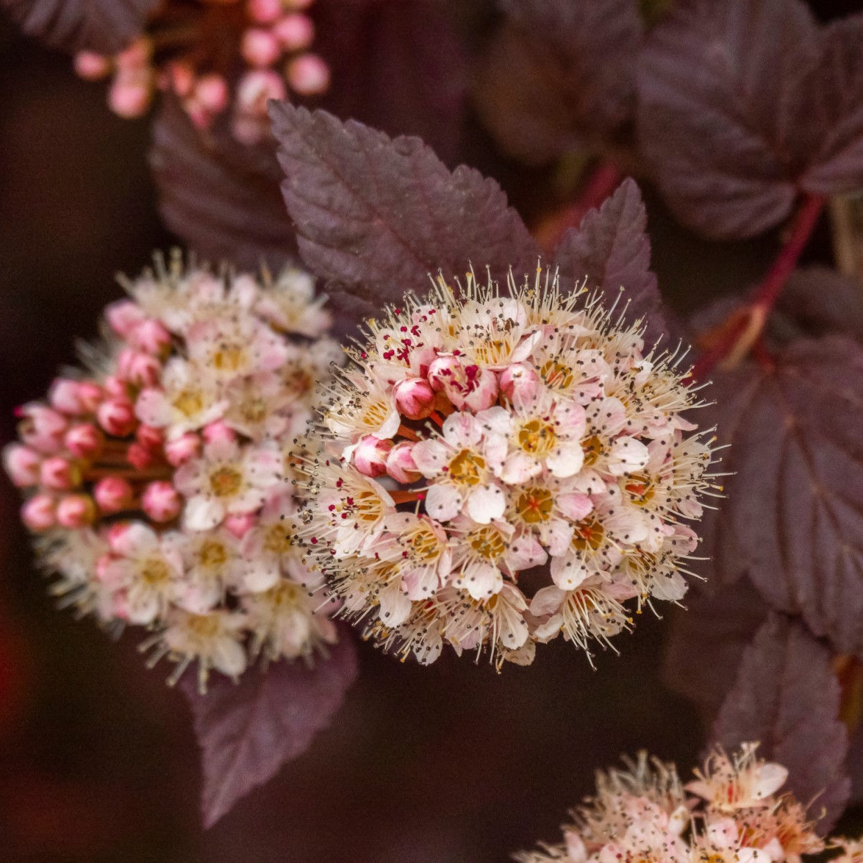 Smällspirea 'Lady In Red' 3-3,5 L