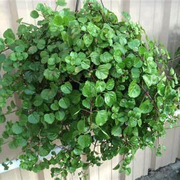 karlbergare-swedish-ivy-105cm-kruka-1