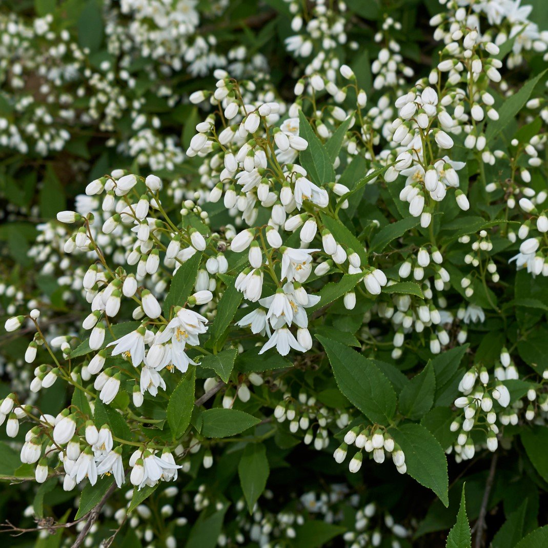 Bruddeutzia 10-pack i kruka