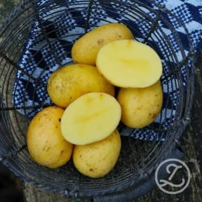 sttpotatis---marabel-1kg-1