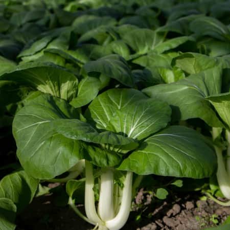 pak-choi---3-plantor-1