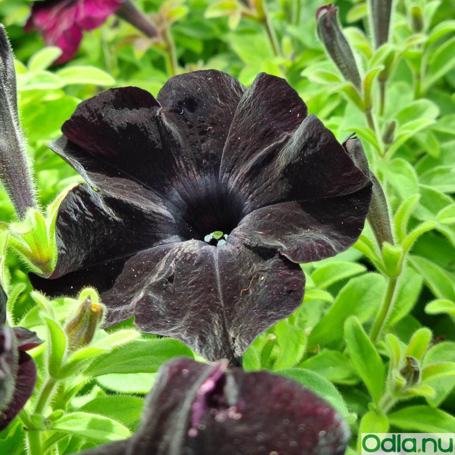 petunia-ray-black---3-plantor-3