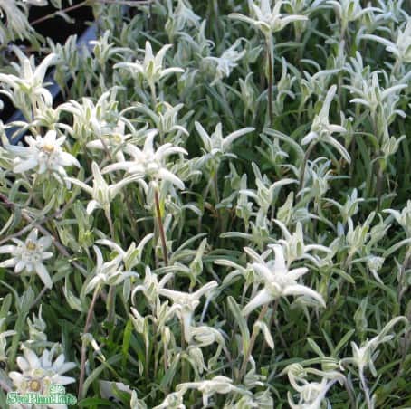 edelweiss-blossom-of-snow-1