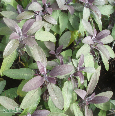 kryddsalvia-purpurascens-12cm-kruka-2