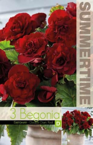 begonia-double-dark-red-3st-1