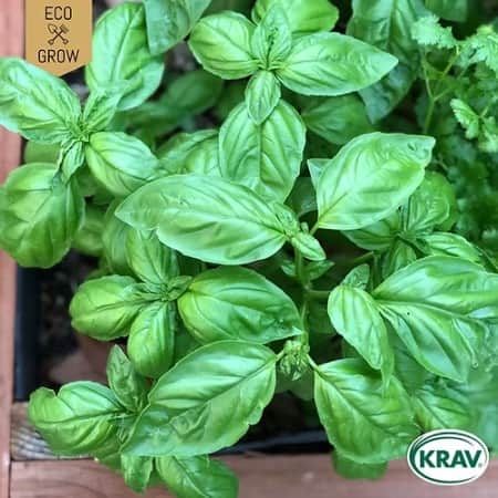 basilika-italiano-classico-krav-mrkt-1