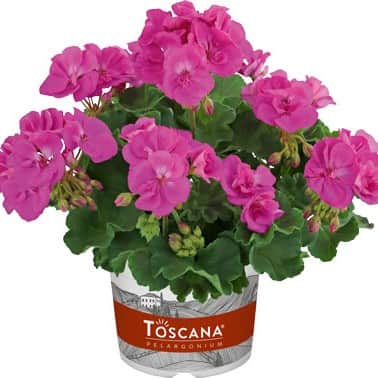 zonalpelargon-yvonne-lilac-3st-sticklingar-1