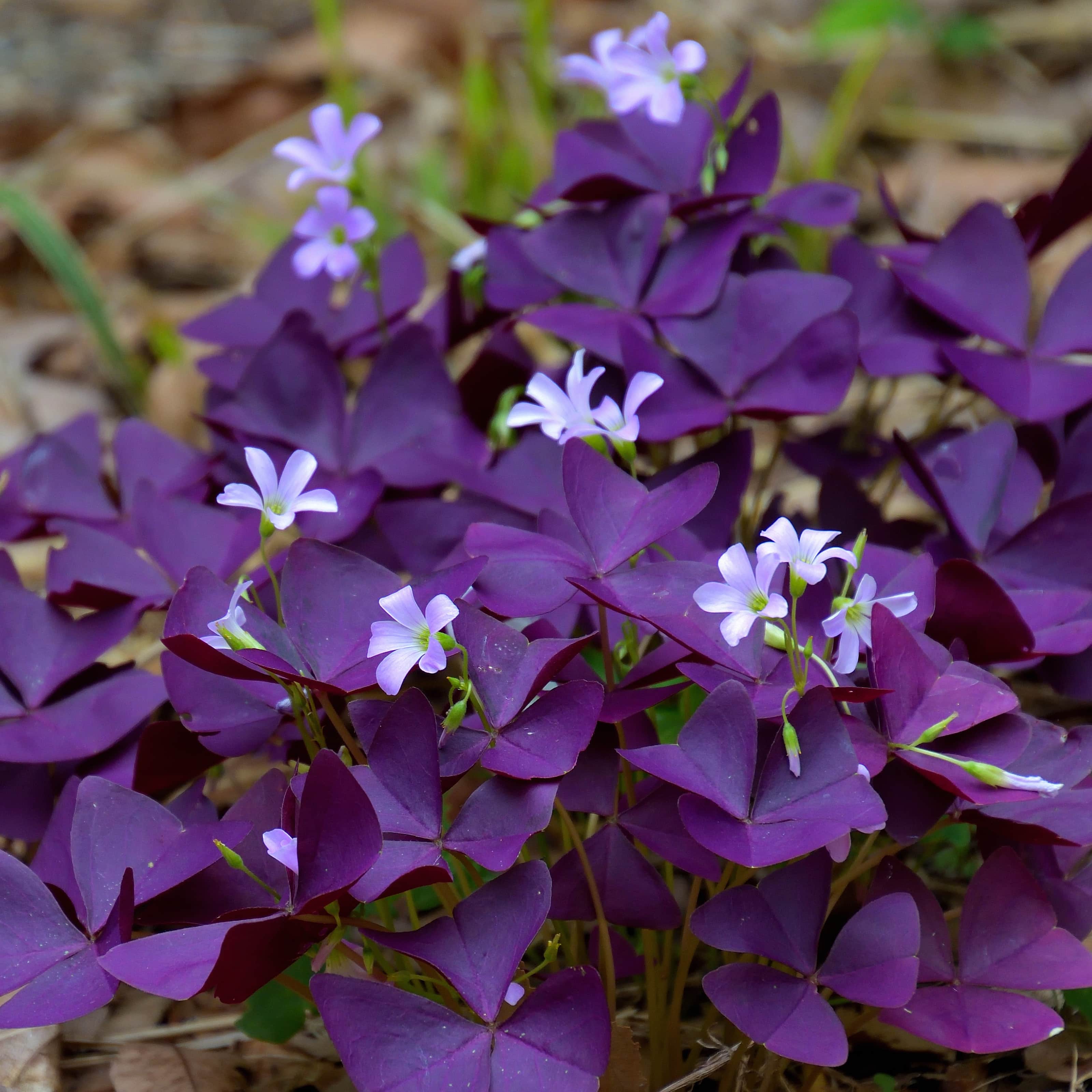 oxalis-burgundy-wine-105cm-kruka-1