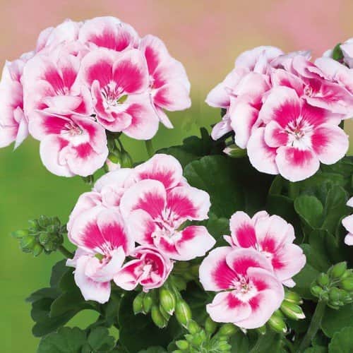 zonalpelargon-classic-white-splash-12cm-kruka-1