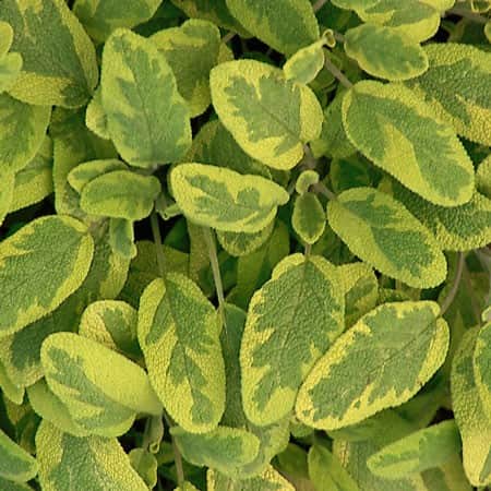 gulbrokig-kryddsalvia-icterina-12cm-kruka-2