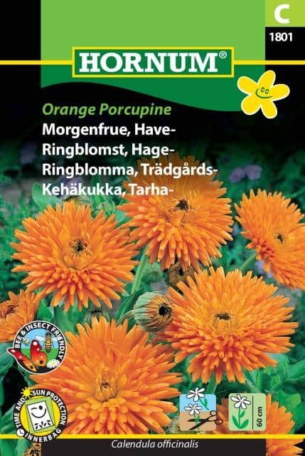 ringblomma-orange-porcupine-1