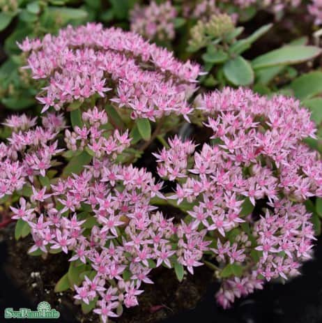 sedum-pure-joy-12cm-kruka-1
