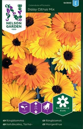 ringblomma-daisy-citrus-mix-1