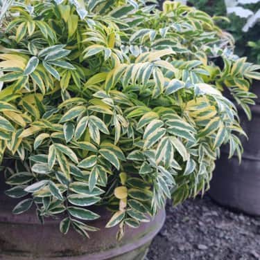 jakobs-stege-golden-feathers-105cm-kruka-1