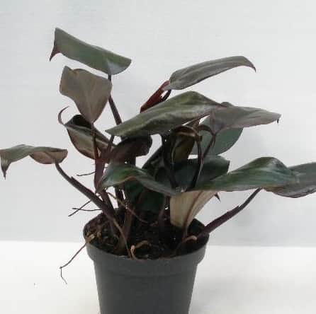 philodendron-new-red-13cm-kruka-1