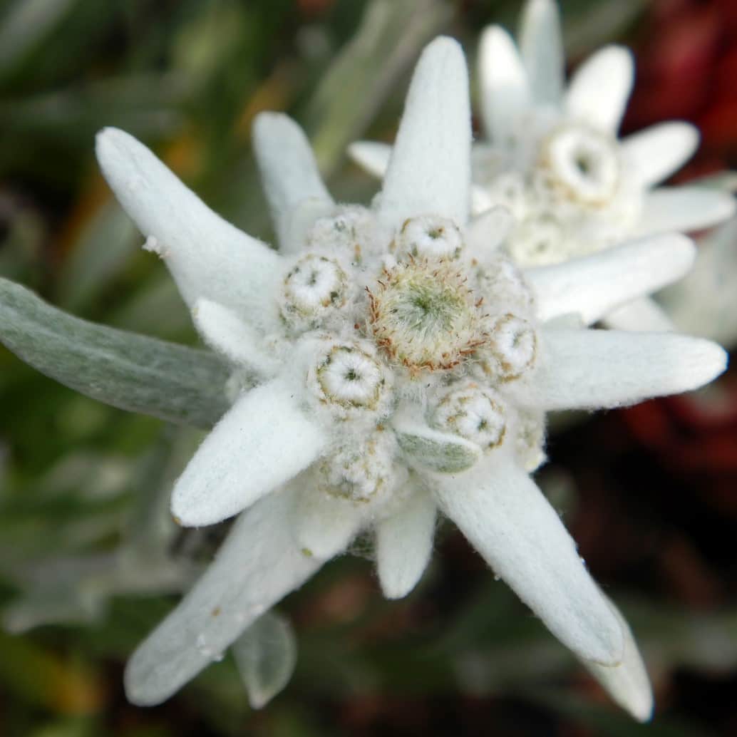 edelweiss-may-snow-9cm-kruka-1