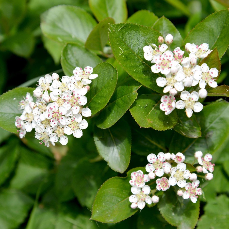 Svartaronia ’Hugin’ barrotad 100-p 20-30cm