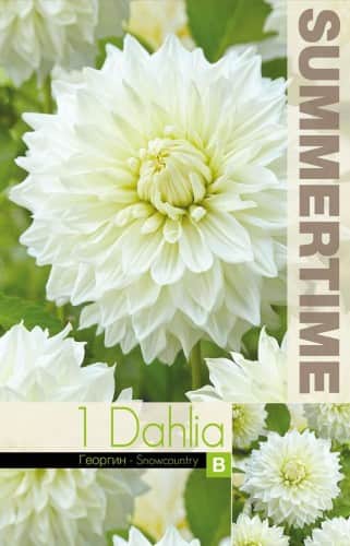 dekorativ-dahlia-snowcountry-1st-1
