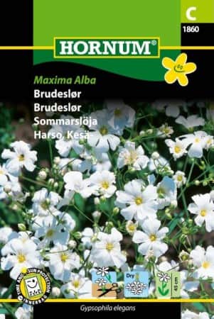 sommarslja-maxima-alba-1