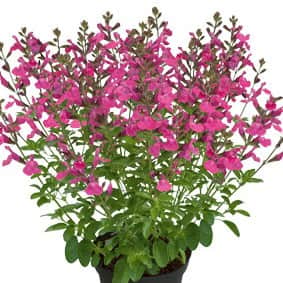 salvia-visional-pink-105cm-kruka-1