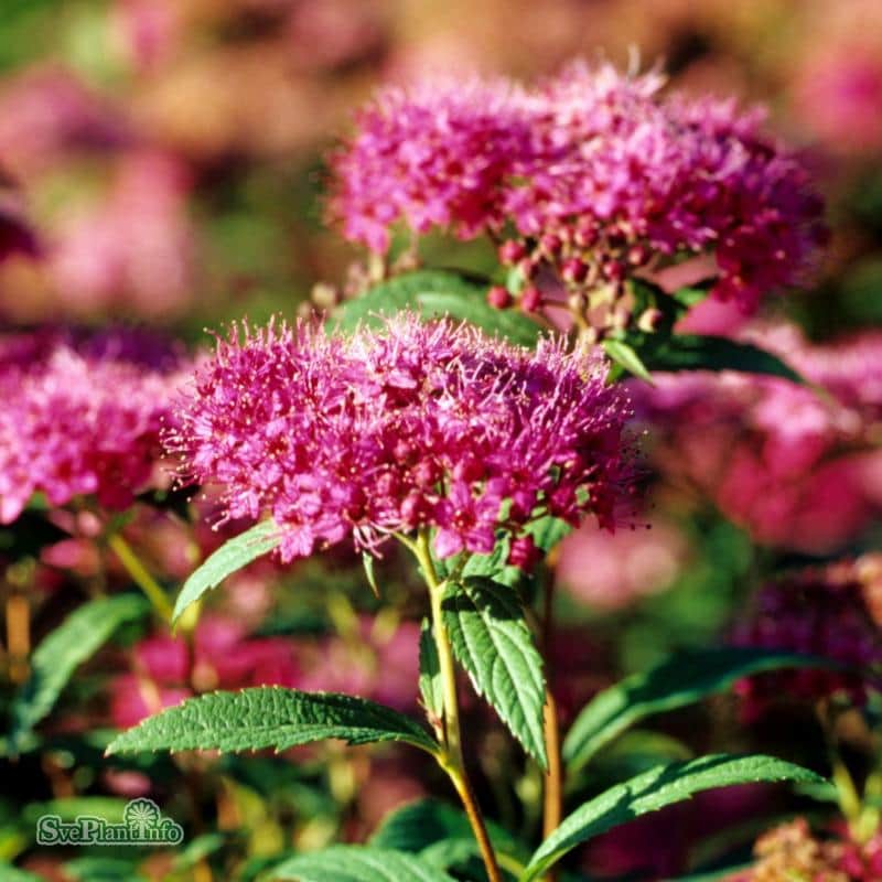 rosenspirea-anthony-waterer-100-p-barrotad-15-3