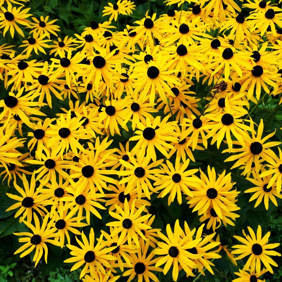strlrudbeckia-american-goldrush-9cm-kruka-1