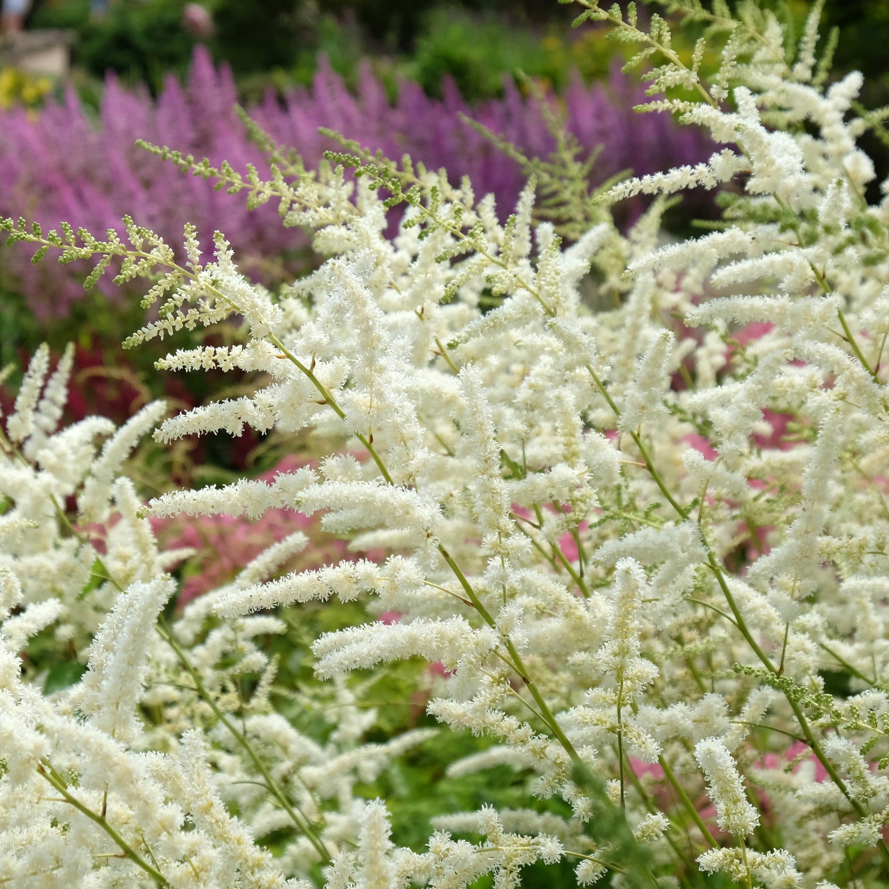 astilbe-washington-3st-barrotad-1