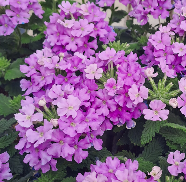 trdgrdsverbena-rapunzel-violet-105cm-kruka-1