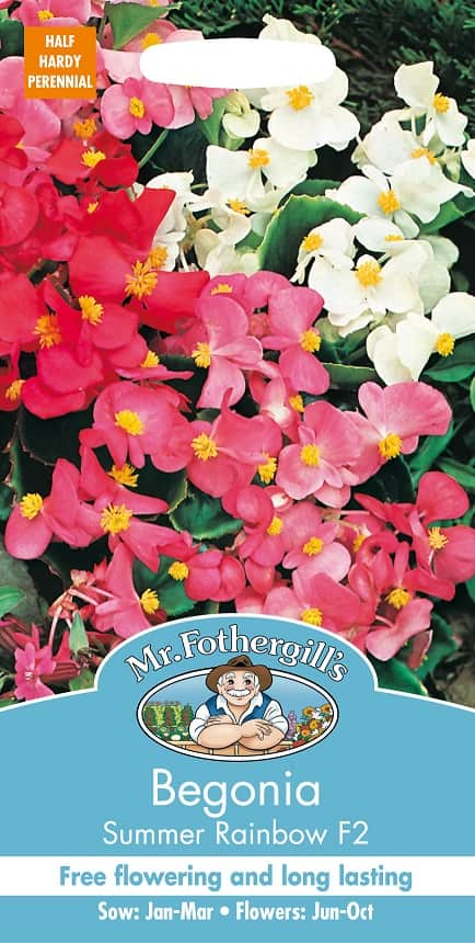 begonia-summer-rainbow-f2-1