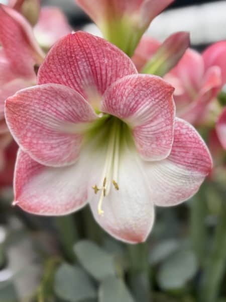 amaryllis-appleblossom-1st-1