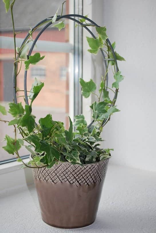 vxtstd-rund-galvad-small-35x23cm-3