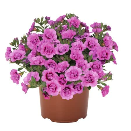 minipetunia-double-dark-pink---3-plantor-1