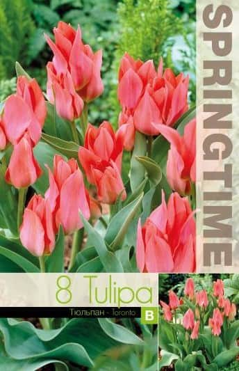 multi-flowering-tulpan-toronto-5st-3
