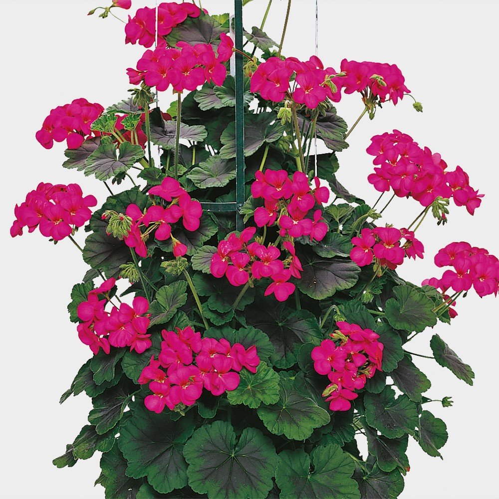 Spaljépelargon 'Antik Violet' Stickling i 9cm kruka