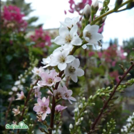 bcklysing-autumn-snow-12cm-kruka-1